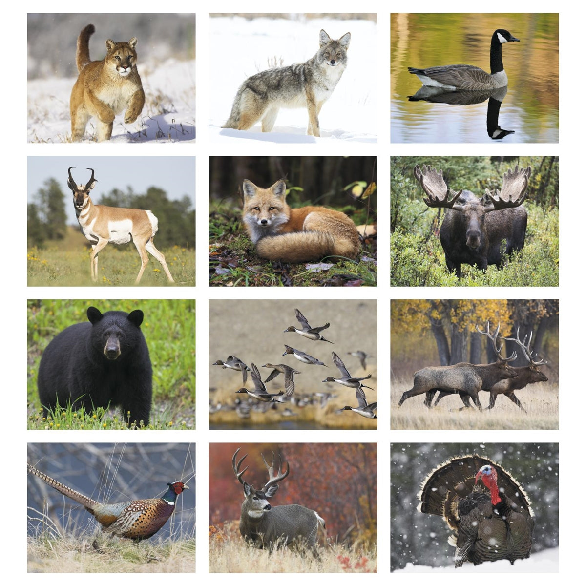 Spiral Wildlife Portraits Appointment Calendar